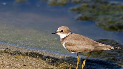 Halkalı küçük cılıbıt
