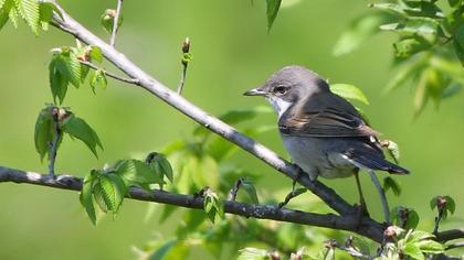 Akgerdanlı ötleğen