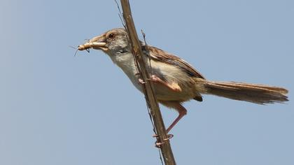 Dikkuyruklu ötleğen