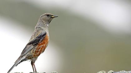 Büyük dağbülbülü