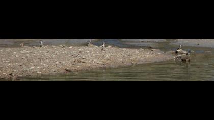 Alaca yalıçapkını