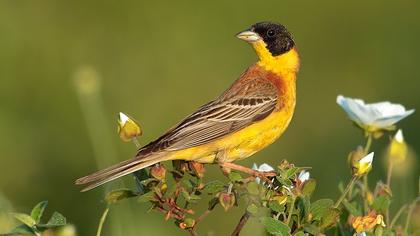 Karabaşlı kirazkuşu