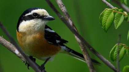 Maskeli örümcekkuşu