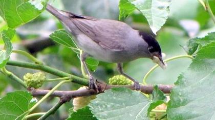 Karabaşlı ötleğen