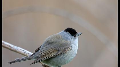Karabaşlı ötleğen