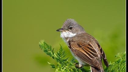 Akgerdanlı ötleğen