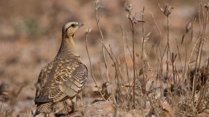Kılkuyruk bağırtlak