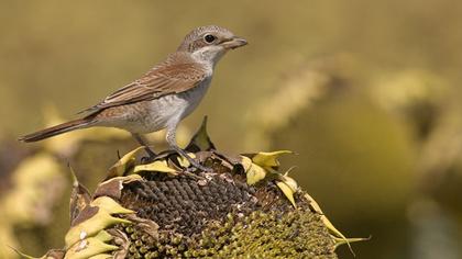 Kızılsırtlı örümcekkuşu