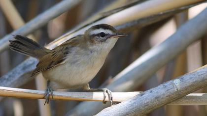Bıyıklı kamışçın