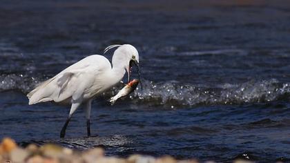 Küçük ak balıkçıl