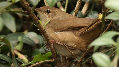 Bataklık kamışçını