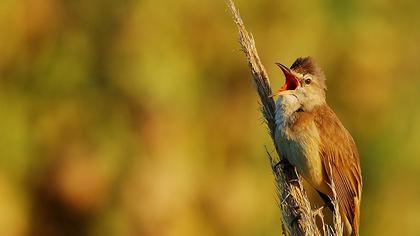 Büyük kamışçın