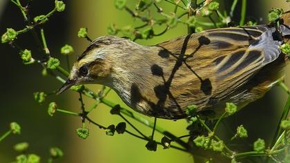 Kındıra kamışçını