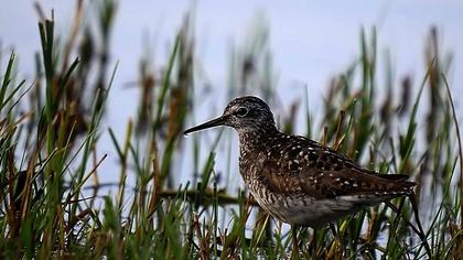 Orman düdükçünü