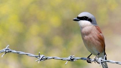 Kızılsırtlı örümcekkuşu