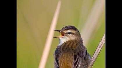 Kındıra kamışçını