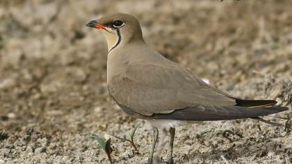 Karakanatlı bataklıkkırlangıcı