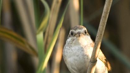 Kızılsırtlı örümcekkuşu