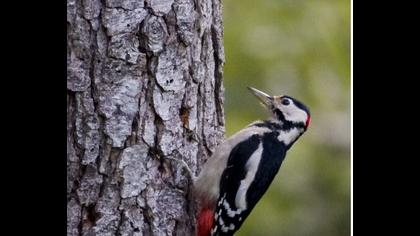 Orman alaca ağaçkakanı