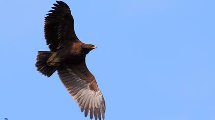 Küçük orman kartalı