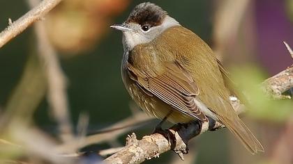 Karabaşlı ötleğen