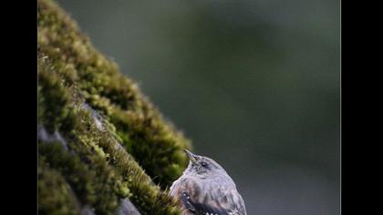 Büyük dağbülbülü