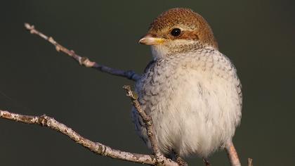 Kızılsırtlı örümcekkuşu