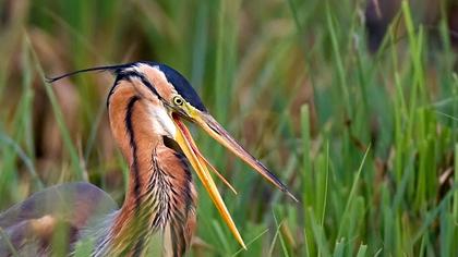 Erguvani balıkçıl