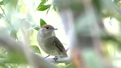 Karabaşlı ötleğen