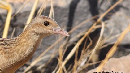 Bıldırcınkılavuzu