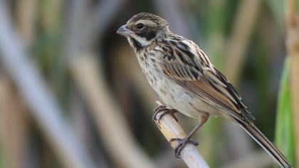 Bataklık Kirazkuşu