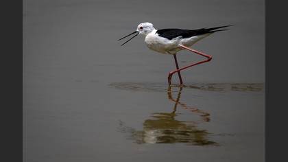 Uzunbacak