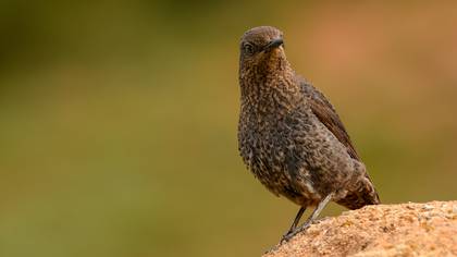 Gökardıç » Blue Rock Thrush » Monticola solitarius