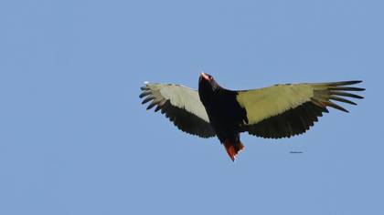 Cambaz kartal