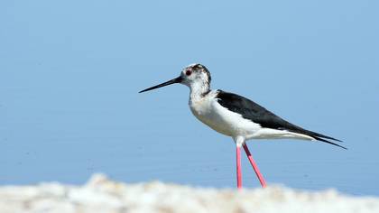 Uzunbacak » Black-winged Stilt » Himantopus himantopus