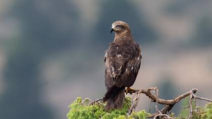 Kara çaylak » Black Kite » Milvus migrans