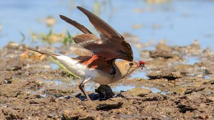 Bataklıkkırlangıcı » Collared Pratincole » Glareola pratincola