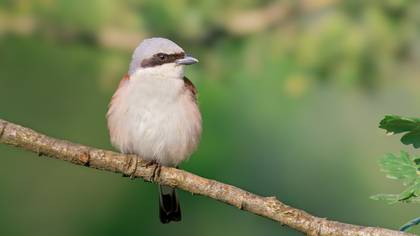 Kızılsırtlı örümcekkuşu » Red-backed Shrike » Lanius collurio