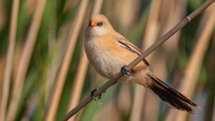 Bıyıklı baştankara » Bearded Reedling » Panurus biarmicus