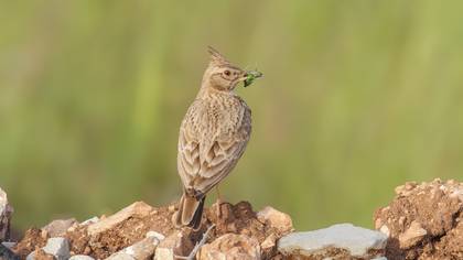 Tepeli toygar » Crested Lark » Galerida cristata