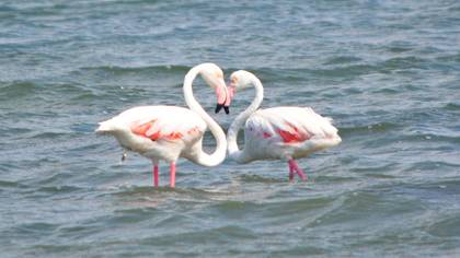 Flamingo » Greater Flamingo » Phoenicopterus roseus
