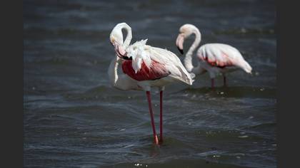 Flamingo