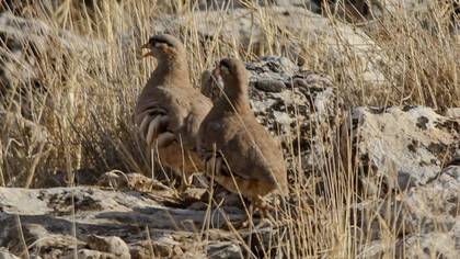 Kum kekliği » See-see Partridge » Ammoperdix griseogularis