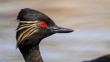 Karaboyunlu batağan » Black-necked Grebe » Podiceps nigricollis