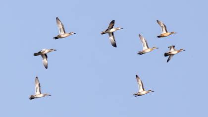 Çıkrıkçın » Garganey » Spatula querquedula