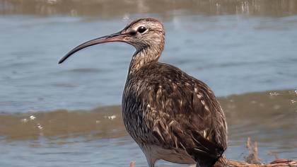 Eurasian Whimbrel