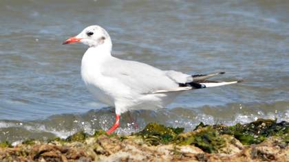 Karabaş martı » Black-headed Gull » Chroicocephalus ridibundus