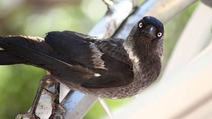 Küçük karga » Western Jackdaw » Coloeus monedula