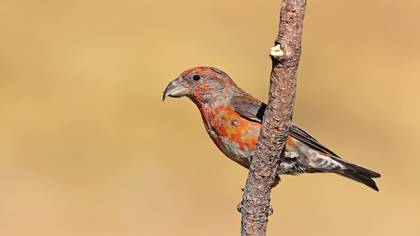 Çaprazgaga » Red Crossbill » Loxia curvirostra