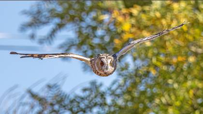 Kulaklı orman baykuşu